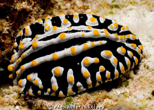 Phyllidia varicosa. Canon 40D. by Alexander Nikolaev 